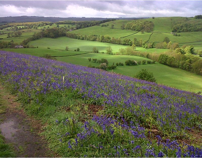 Bank Wood, Calver today. Rhodies should also be out next wk. Route 7, north central will be spectacular.