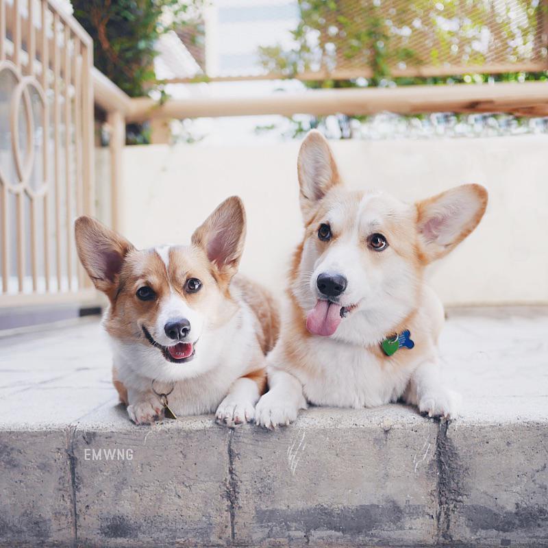emwng's tweet photo. Sun's out, tongues out. (w/ @LaCorgi) http://t.co/Jxf27oR8T8