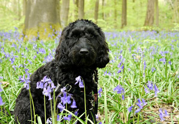 HearingDogs's tweet photo. Hearing dog puppy Berkley loves playing in the bluebells! http://t.co/0ad3hqbZgs