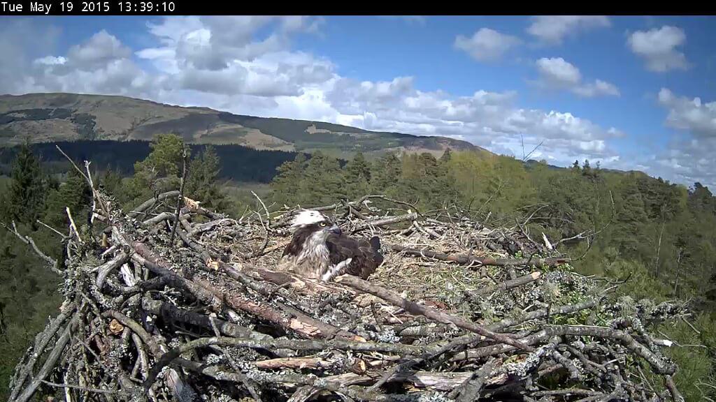 Here is a shot from Katrine and Drunkie's nest today. Eggs were seen on 28th April and the pair are both incubating!