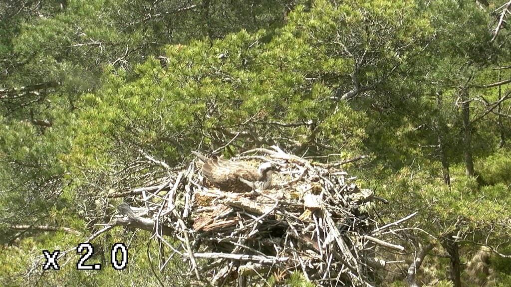 We also have a camera on a nest with a pair of Ospreys which have been incubating their eggs since 10th May!