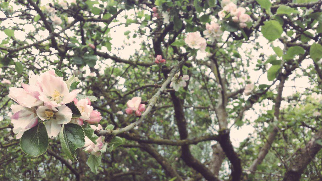 OTlottie's tweet image. #otcomm Alfreton park- our community is blessed to have such a beautiful green space!