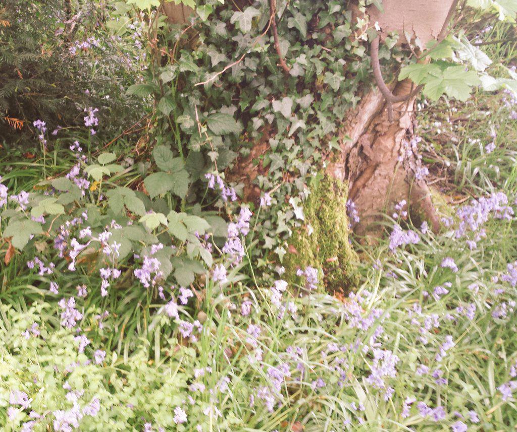 OTlottie's tweet image. #otcomm Alfreton park- our community is blessed to have such a beautiful green space!