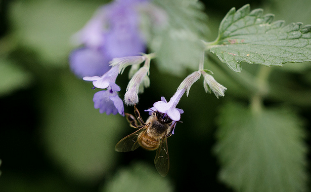 USDAPress's tweet image. We have a new strategy to improve #pollinatorhealth. @WashingtonPost has the buzz on bees wpo.st/UBlH0