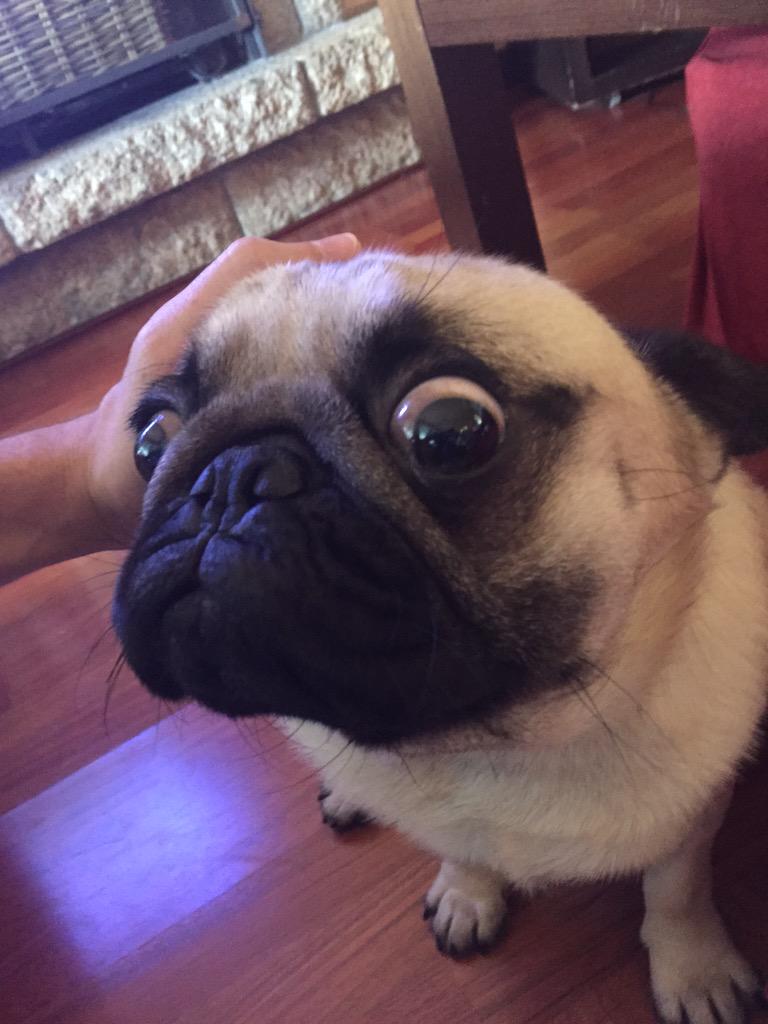 SiriusMolon's tweet photo. No se vosotros pero yo tengo los ojos fatal por la alergia 😷 http://t.co/MuKTKEfenU