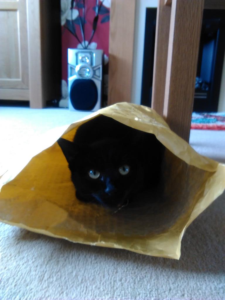 Jadeling97's tweet photo. Also my kitty loved the envelope ;) @penguinplatform #penguinplatform http://t.co/VcZv8Y2boX