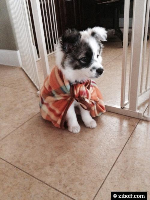 I bet this pup could star in a comic book.
ziboff.com/story/2761/i-b…