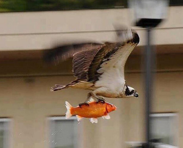 Mad respect for this bird for saving this fish from drowning.