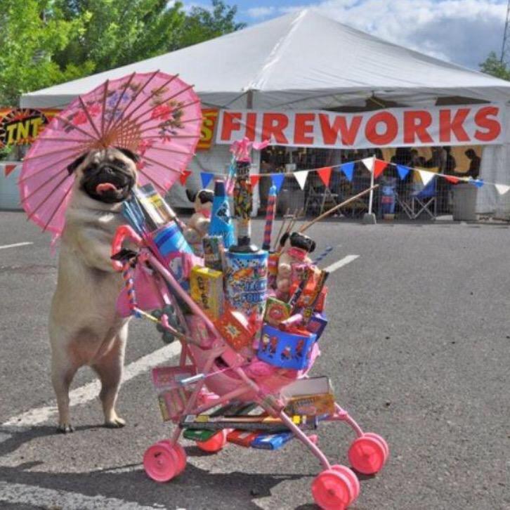 evilpez4's tweet photo. #DrunkPug is already prepping for the Canada Day long weekend. http://t.co/HZbgvPFrQb