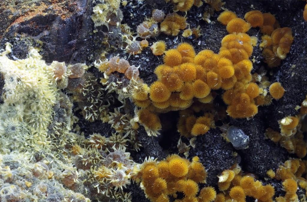 mineraltweets's tweet photo. Cacoxenite from Fumade, Castelnau-de-Brassac, France
Photo by Yannick Vessely #micromount
http://t.co/tztSmX3CKT http://t.co/Ns6WtM701l