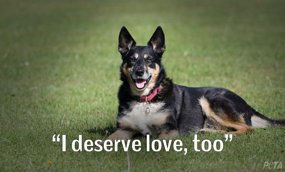 peta's tweet image. 66% of people said they would adopt an animal from a shelter.

RT if you can't wait 'til it's 100%! #AdoptDontBuy