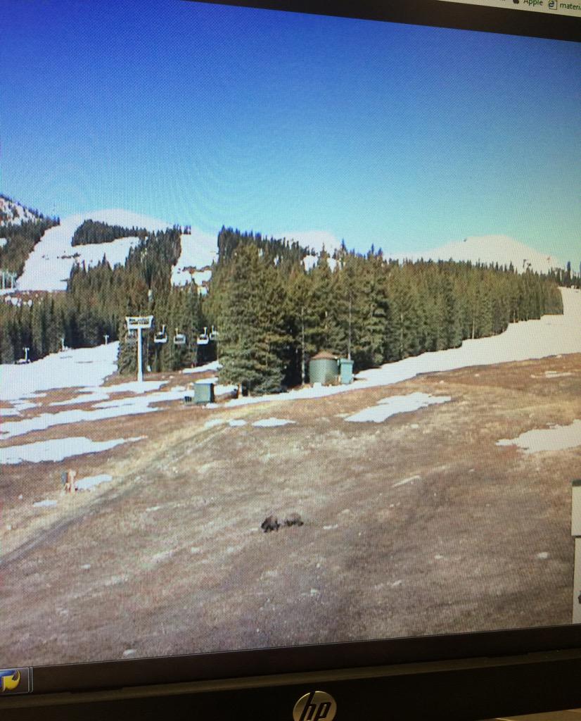 Stebs_22's tweet photo. @MarmotBasin looks like some furry friends are searching for a morning snack. #lifties #bluebird http://t.co/6BtkYiMUdJ