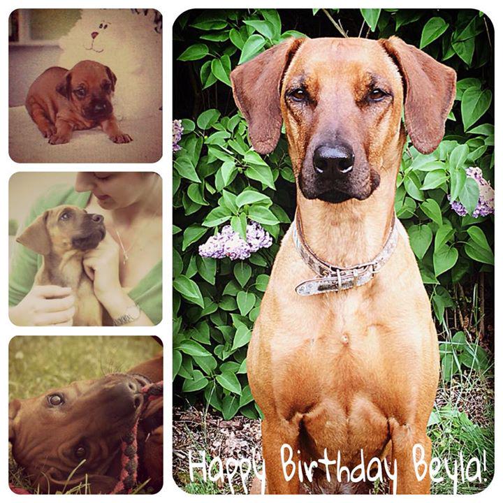 Leinentausch's tweet photo. Unsere #Büro #Hündin Beyla feiert heute ihren Geburtstag.
Herzlichen Glückwunsch!!! http://t.co/cIEchijN1B