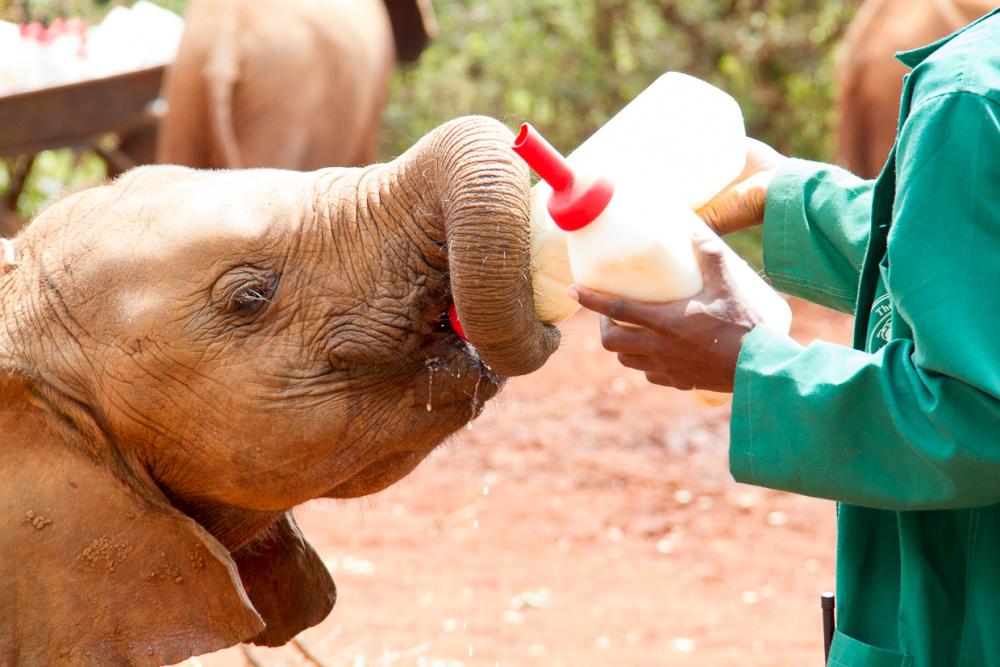 insidetravellab's tweet photo. Feeding time at the elephant orphanage on the outskirts of Nairobi #lp #rhinolab #safaribug http://t.co/z24Ct3ImkW