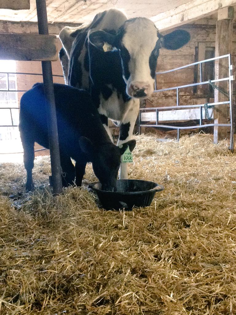 bethhofstra's tweet photo. update: momma Marsha and orphan Annie have begun to bond.🐮🐮🐮 http://t.co/HHKhEvyJKf