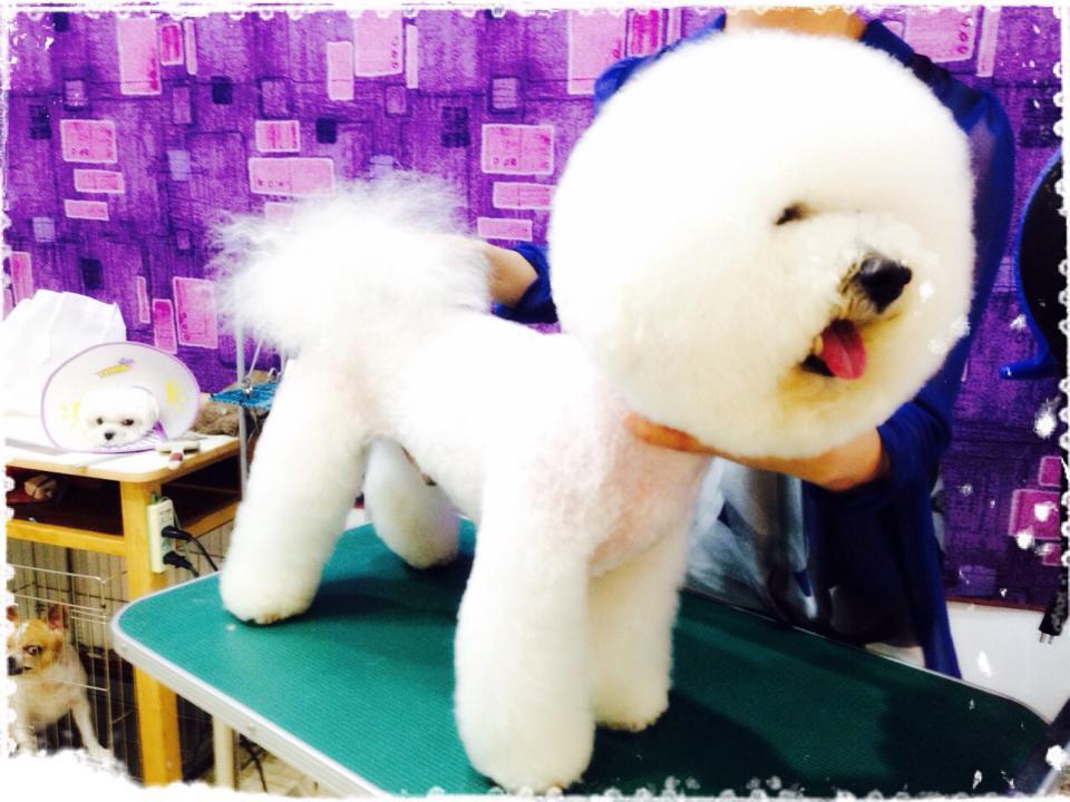 bichon summer cut