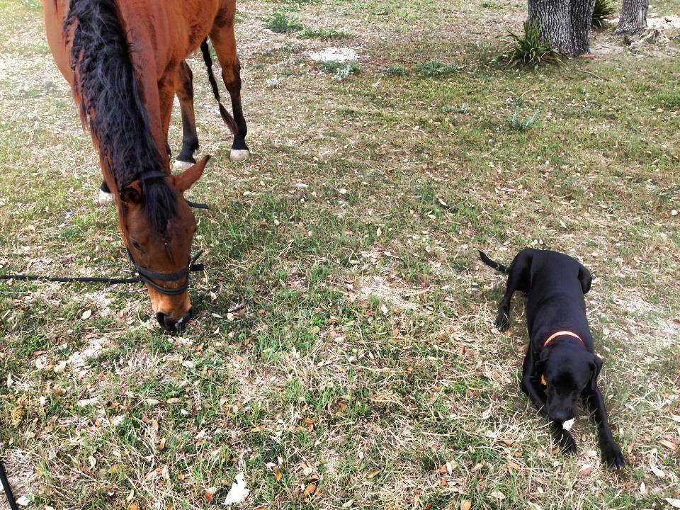 DolceHolistic's tweet photo. Grazing horses= Happy horses #equestrianlife http://t.co/Lnb0yVkAwX