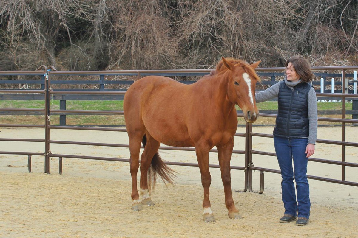 S_Jordan3's tweet photo. A3: #CenteredRiding & #NaturalHorsemanship build a strong foundation for riders of any equestrian sport. #VAEquiChat http://t.co/5xmS4r2tBj