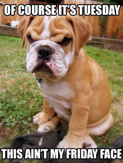 LegacyAutoMart's tweet photo. Not my Friday face. #Puppy #ItsTuesday #NotFriday http://t.co/0ZYjXlOOum
