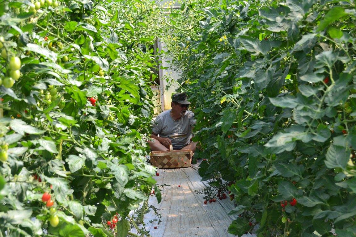ILoveMountAiry's tweet image. JEEM Farms Tomatoes are the best - greenhouse grown in Pilot Mountain! jeemfarms.com #NCFarmFresh #NC #Farm