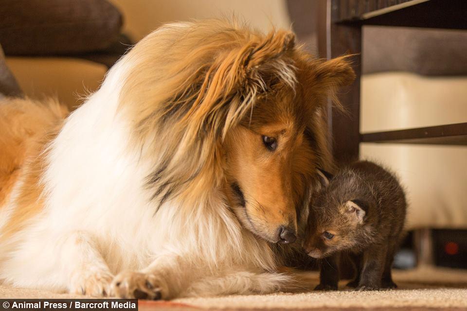 Laughing Squid On Twitter Loving Long Haired Collie Dog Acts As