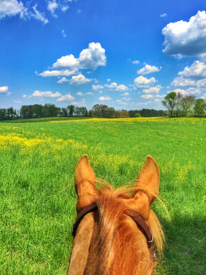 SalamanderVA's tweet photo. Q4: Where is your favorite place to ride in Virginia? #VAEquiChat http://t.co/rvXonIb6hr