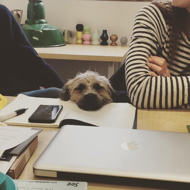Dukestudioleeds's tweet photo. Holly is so bored of this meeting #Officepup http://t.co/hb2msHlgBA http://t.co/ZFo1v3z8eq