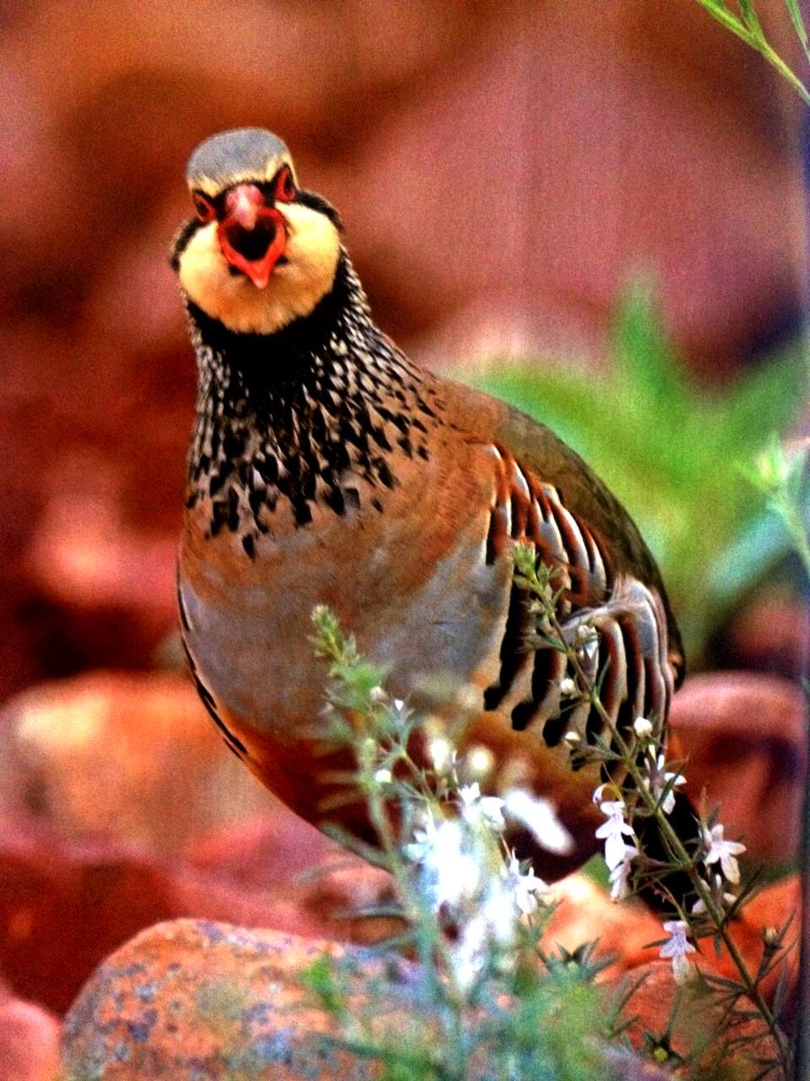 EMELMANI's tweet photo. #Caza Por tu canto, tus colores, tu belleza....... Por eso eres la REINA de la CAZA menor. "La Perdiz Roja". http://t.co/Fd4N6mVVuP