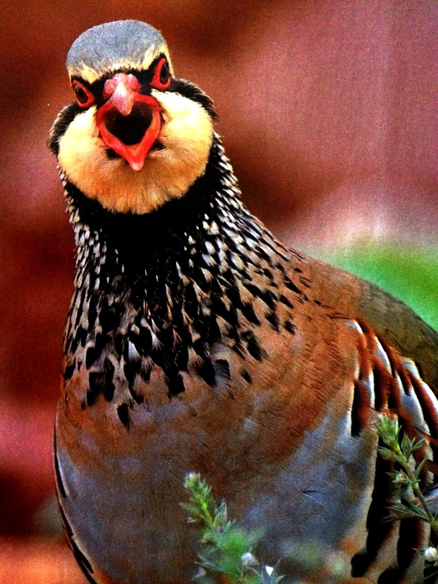 EMELMANI's tweet photo. #Caza Por tu canto, tus colores, tu belleza....... Por eso eres la REINA de la CAZA menor. "La Perdiz Roja". http://t.co/Fd4N6mVVuP