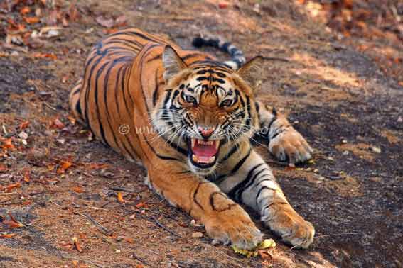Tigers4Ever2010's tweet photo. Search online with http://t.co/31Cb53grNE instead of google &amp; help raise money to save wild #tigers from extinction http://t.co/GbDBzODWIE
