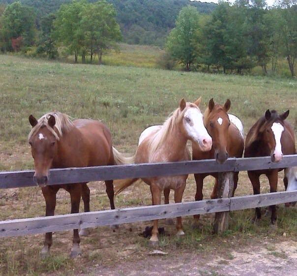 S_Jordan3's tweet photo. A7: All breeds are amazing. Hard to pick just one! #VAEquiChat http://t.co/9OoOb7GxTR