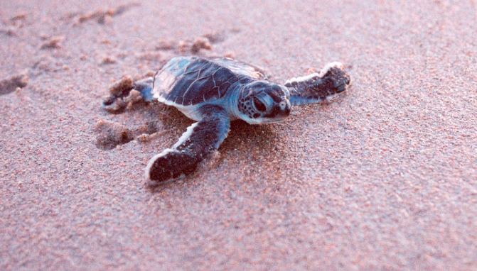 TheVue1400's tweet image. It's #TurtleNesting season in #WPB &amp;amp; you're not going to want to miss it. #turtle #LoveWPB ow.ly/N6kcw