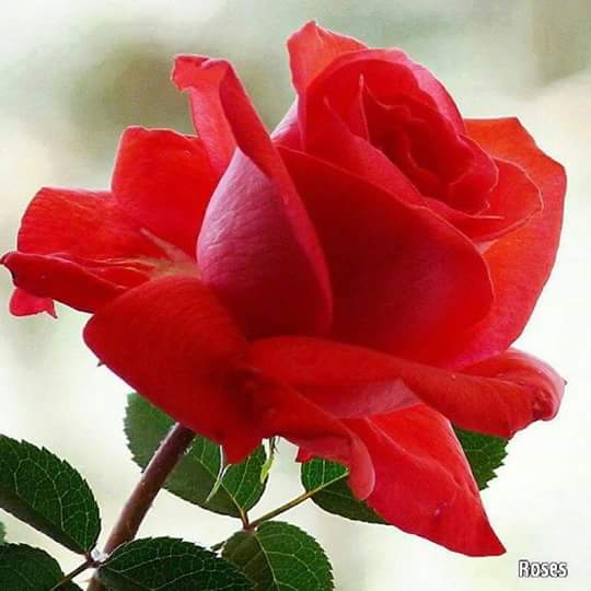 Taher Taher (@tahertaher825) on Twitter photo 