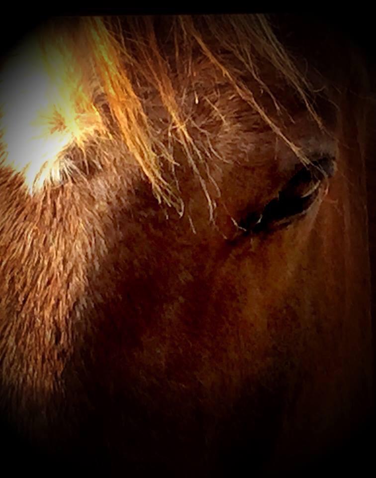 S_Jordan3's tweet photo. A10: How to be empathetic &amp; kind. A gentle touch is more powerful than a harsh one. #VAEquiChat http://t.co/jjP4Vf7EsK