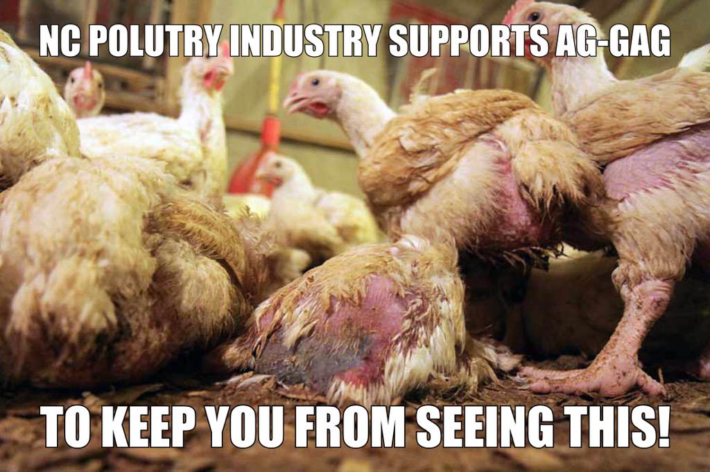 Matt_Dominguez's tweet photo. #NCAgGag deserves to be vetoed. @PatMcCroryNC - don't let special interest groups cover up abuse. #ncpol #ncga http://t.co/OYM3pHaCz3