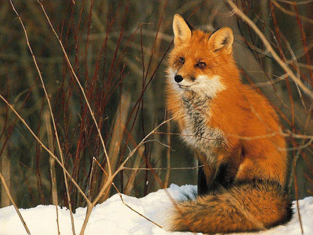 Saveourfoxes's tweet photo. You are never alone! Let's save the fox! ❤️🐺❤️ #savethefox #foxhunting #ToriesOutNow http://t.co/kU2aQzkHq6