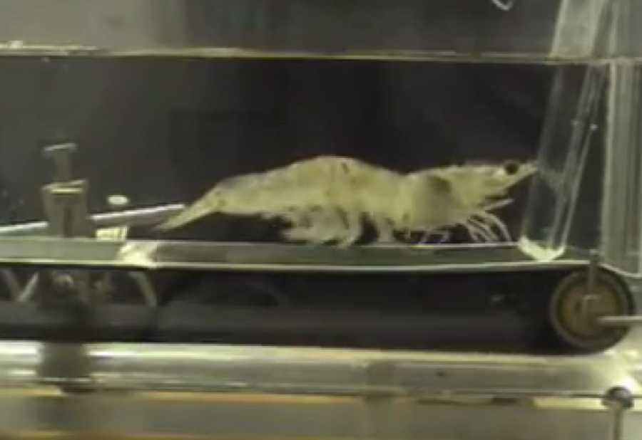 CofC's tweet photo. Like fast food @MaryLeeShark? Check out our #CofC shrimp on a treadmill next time you're near Charleston! #goodeats http://t.co/8Q9tp6Q0DL