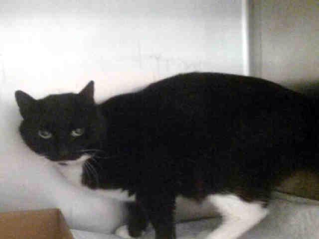 #URGENT #NYC #CATS sweet SARITA needs our help by 5/20-PLS RT/adopt/foster/PLEDGE! nyccats.urgentpodr.org/sarita-a103580…