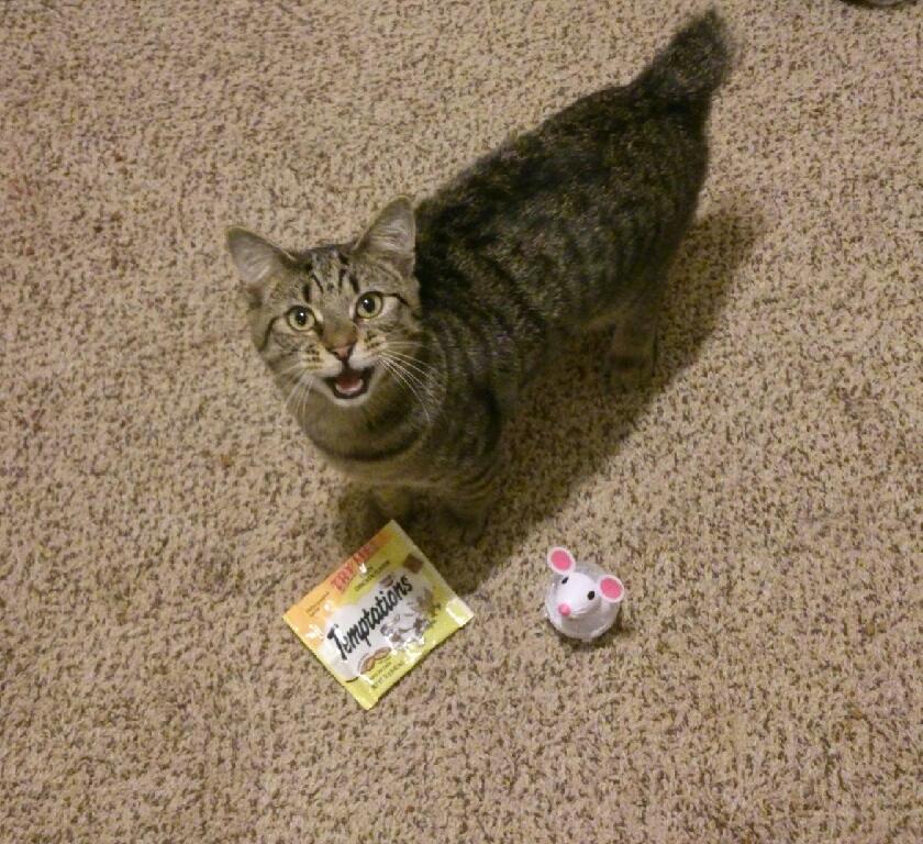 AllPetVoices's tweet image. RT @ChaddyKlett: @BlogPaws @TemptationsCats Austin says bring it on! #CatVsMouse  #BlogPawsChat