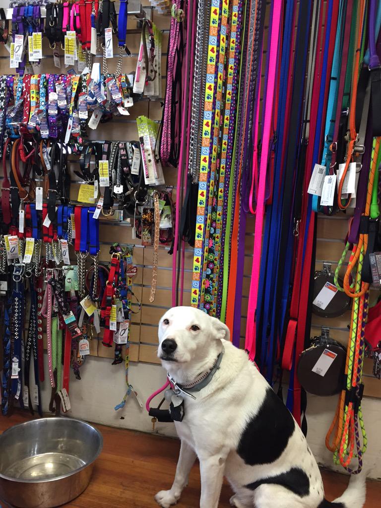 #CollarsLeashes #Sale 50% off for May