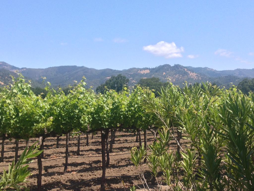 TV_Agent_Steve's tweet photo. Thanks Amy @tvinewinery for a great tasting and a great view! Fabulous #Napa wine! http://t.co/C9EeZhKPes