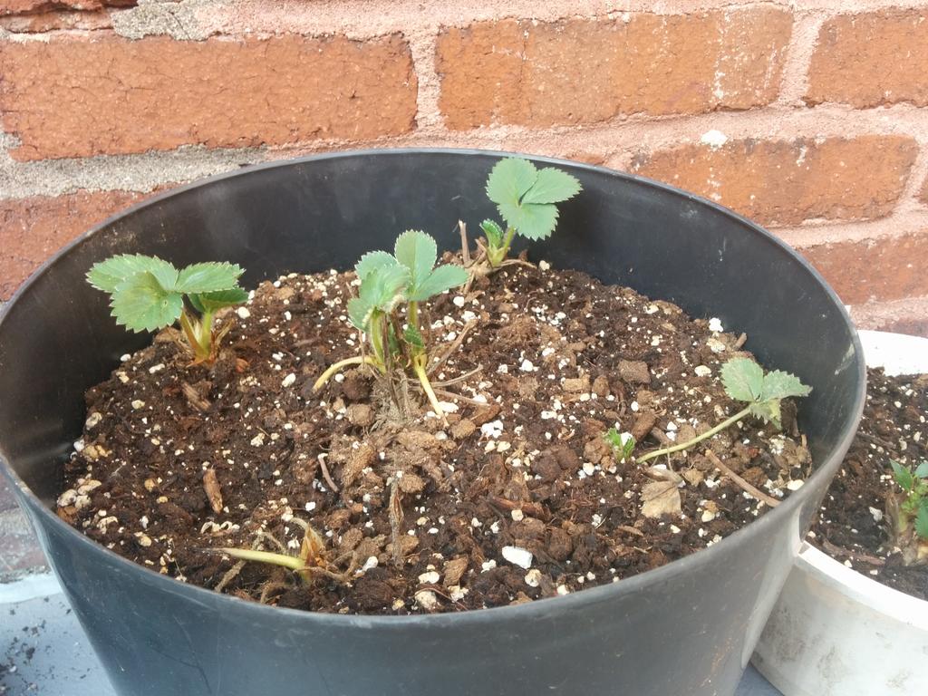 AndrewFarmEd's tweet image. Planting the balcony garden! #urbanag #mtl