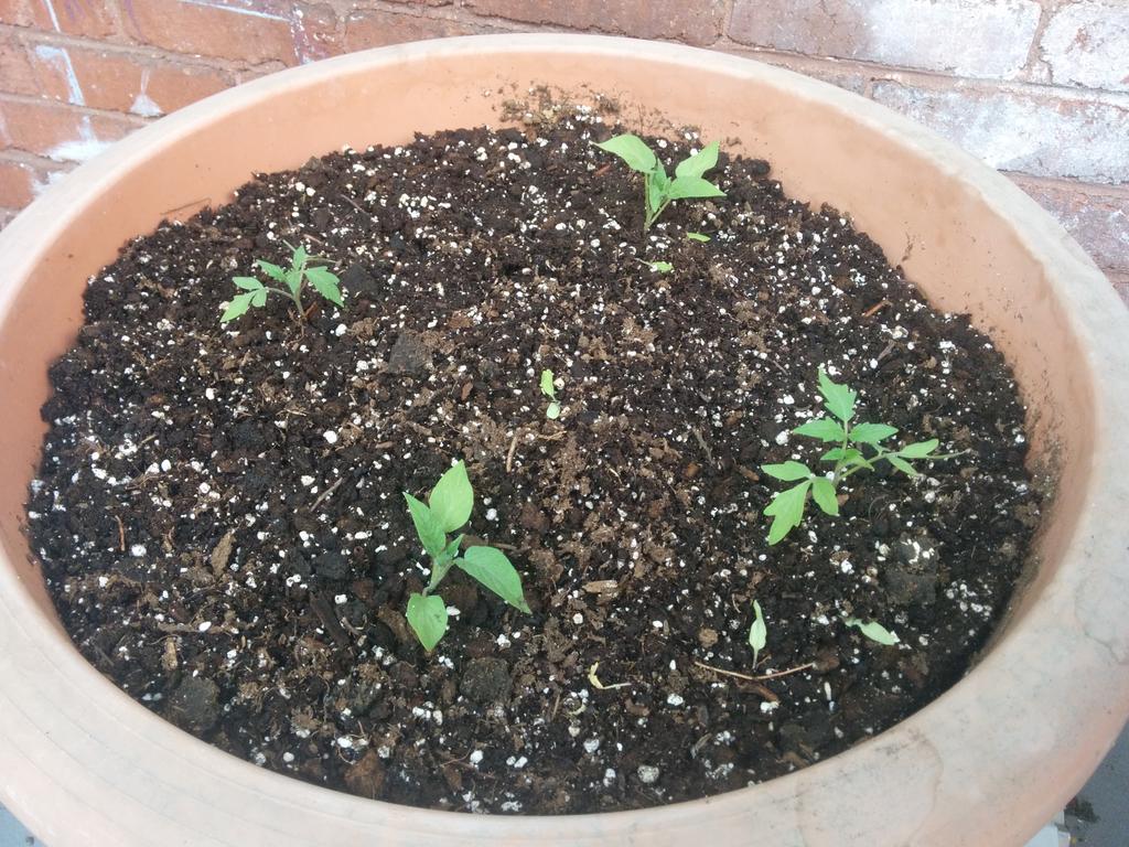 AndrewFarmEd's tweet image. Planting the balcony garden! #urbanag #mtl