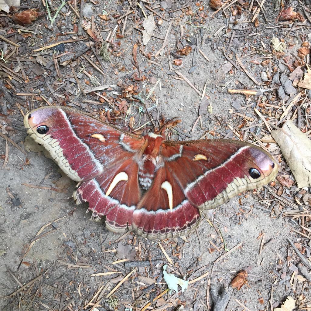 sctosf's tweet photo. Oh hi little frond - found this guy on a hike in Point Reyes this weekend #butterflyeffect http://t.co/DSpQfwGvun