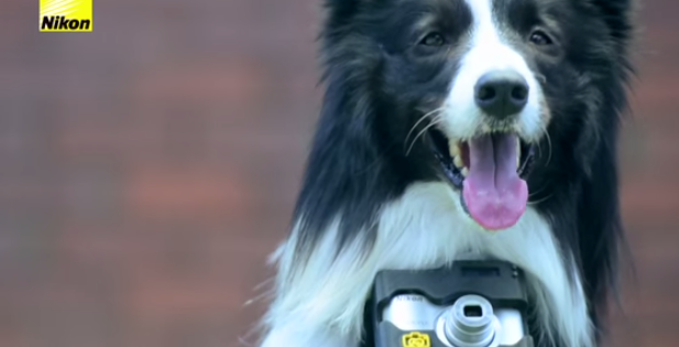 samyscamerasf's tweet photo. This #Nikon camera mount only triggers the shutter when your dog gets excited: http://t.co/dDXte31mpm #photography http://t.co/GcoCxHNqEX