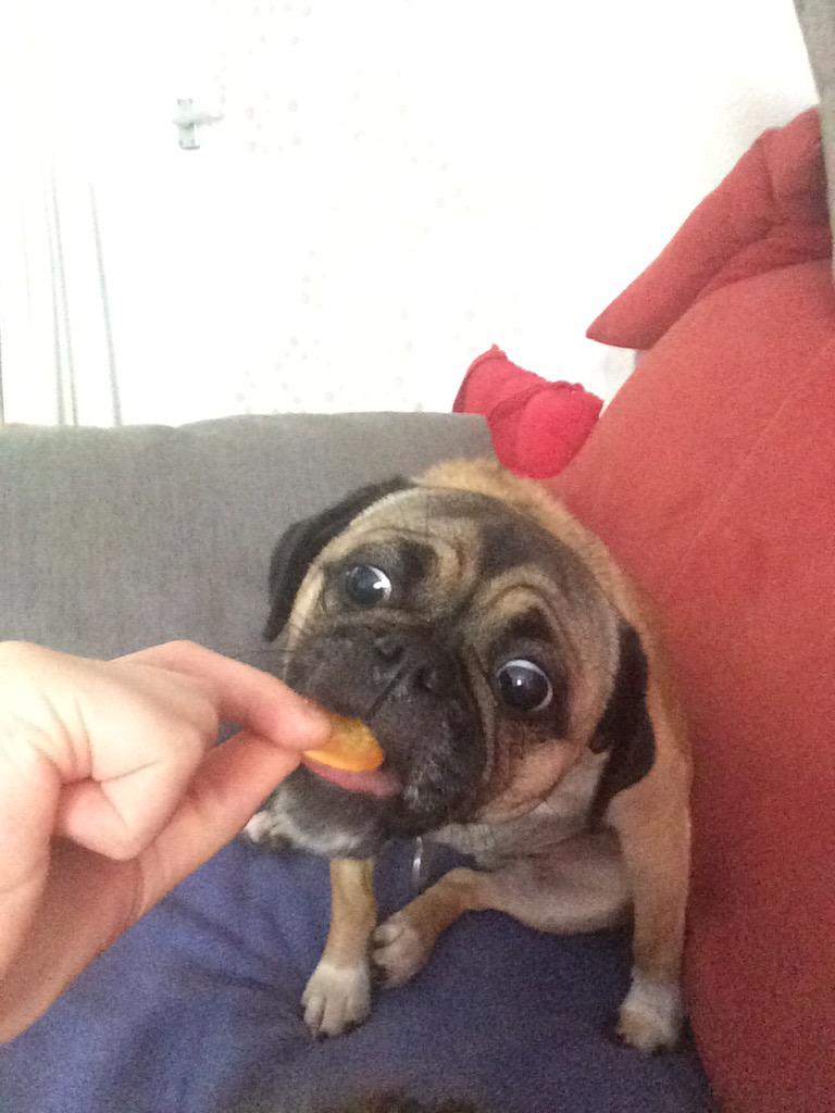MaxIsACoolPug tweet picture
