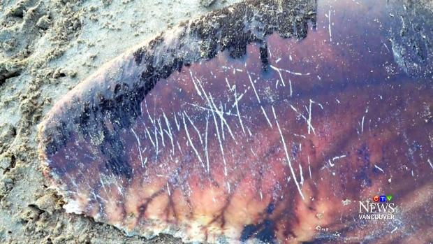 WatershedWatch_'s tweet photo. Rare beaked whales found dead off Vancouver Island &amp; Haida Gwaii http://t.co/OlWxFeyh7A http://t.co/xoJR67Rtkt