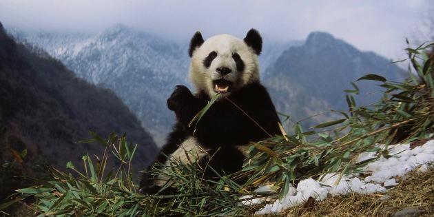Nature's tweet image. Fun fact: Panda guts not suited to digesting bamboo ow.ly/N8LID