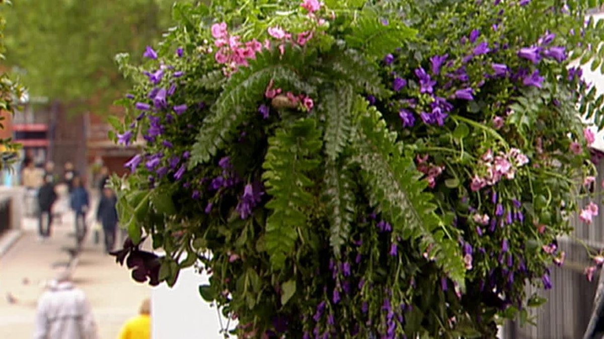 thismorning's tweet photo. Planning a trip to the garden centre? Remember your hanging baskets! http://t.co/t1InF3eT8B #summer #gardening http://t.co/GQF131tQpV