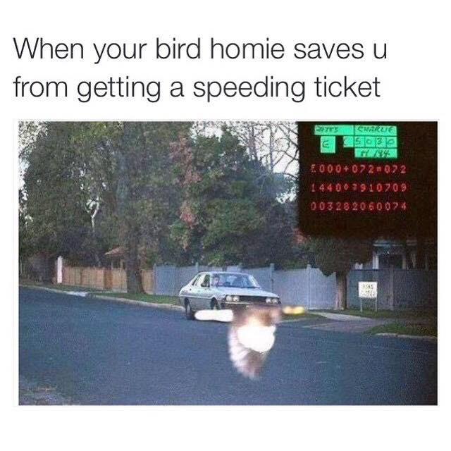 hum0r5's tweet photo. #ThankYou #Bird #SpeedLimit http://t.co/BawnhABjPp